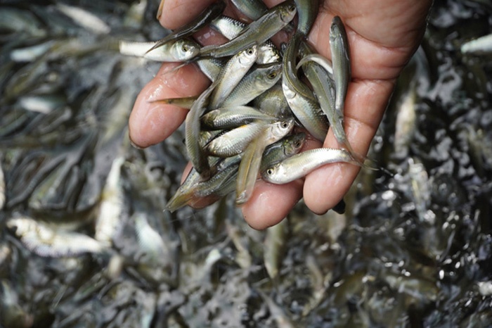 nuôi cá linh