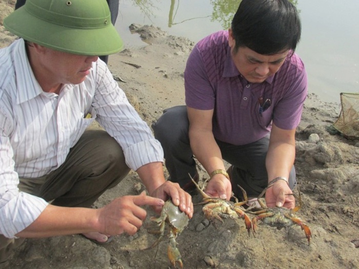 nuôi cua thức ăn công nghiệp