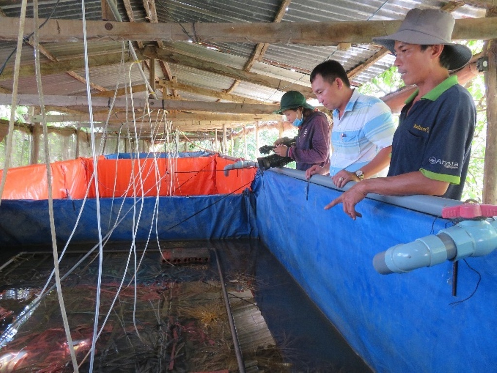 nuôi lươn công nghệ cao