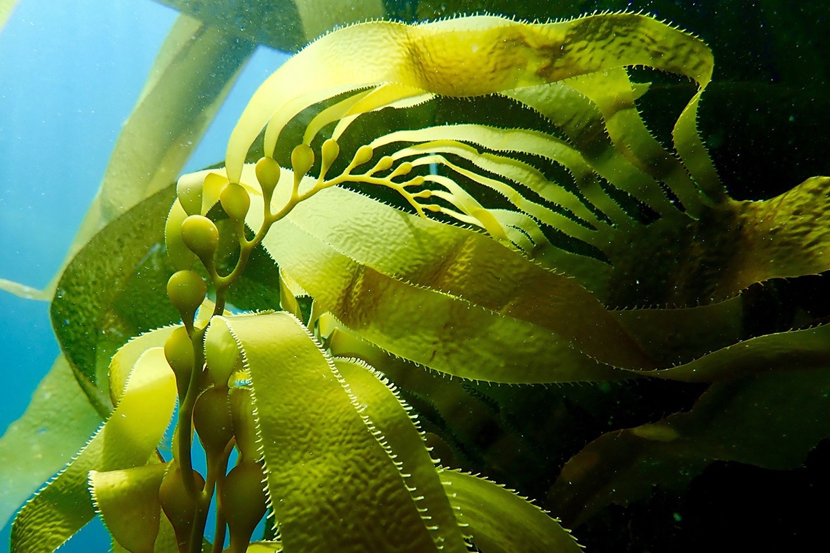 tảo bẹ
