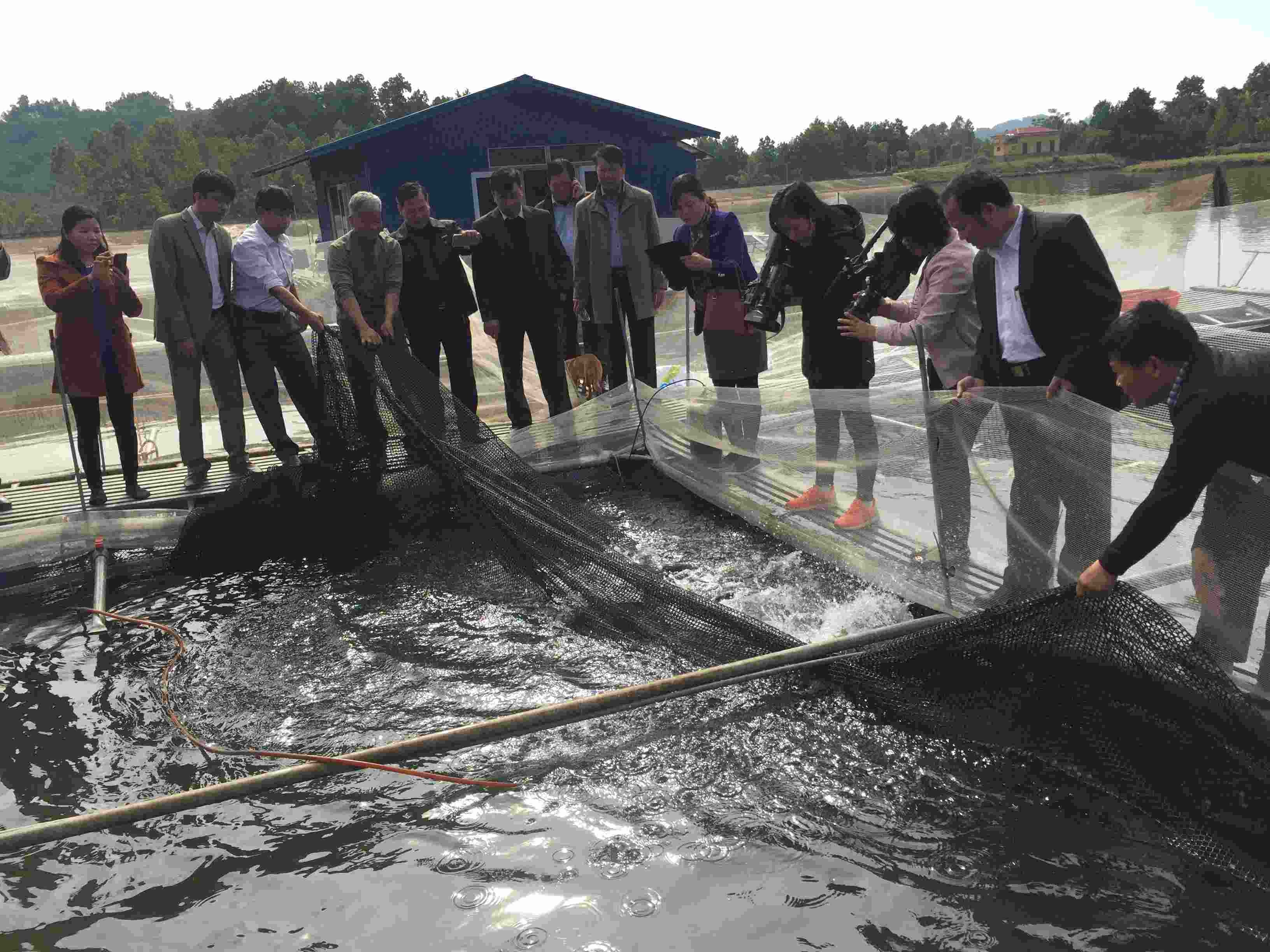 nuôi cá chép giòn