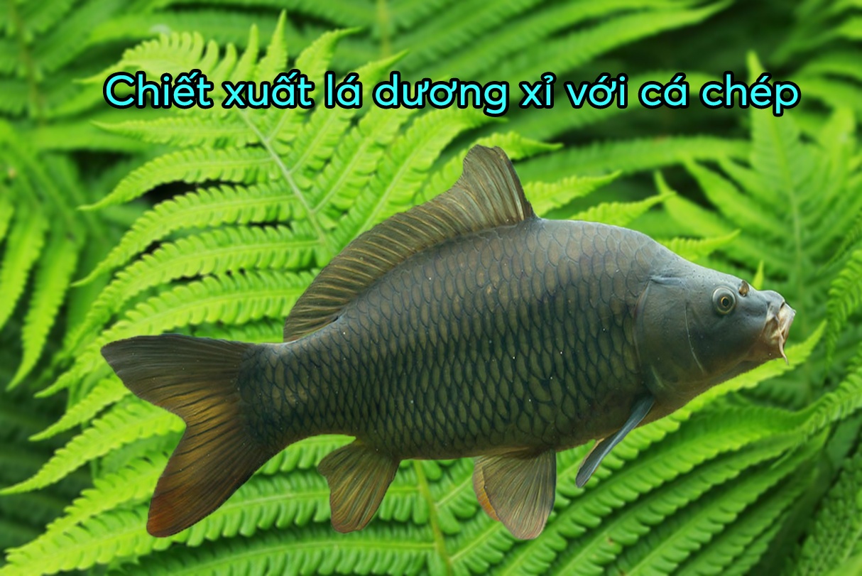 Bột lá dương xỉ