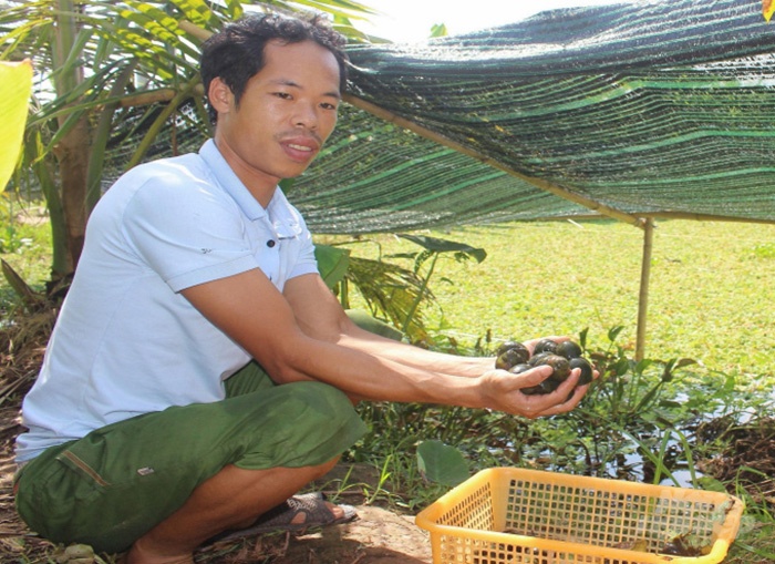 nuôi ốc nhồi