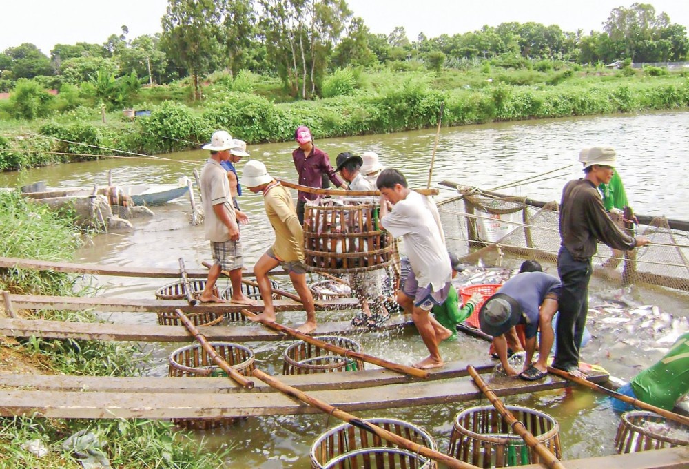 thu hoạch cá tra