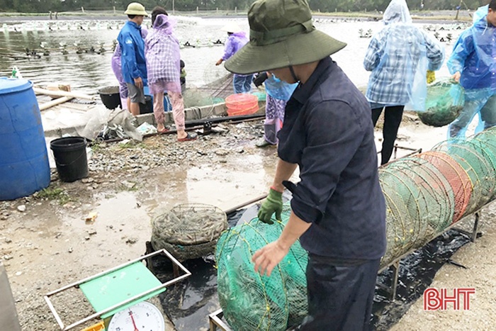 thu hoạch tôm