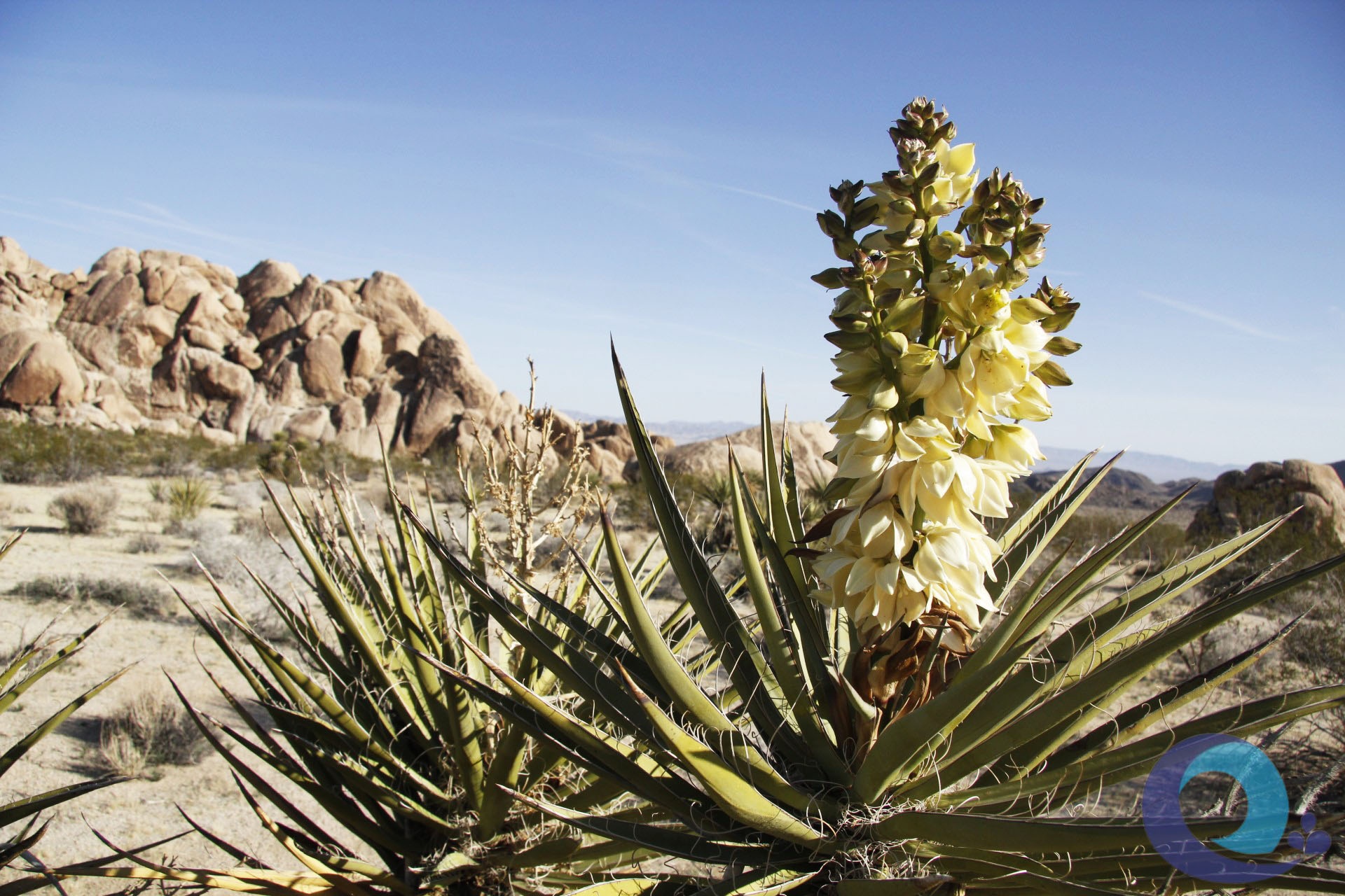 Cây yucca