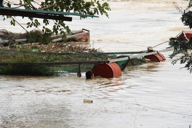 nuôi cá lồng bị lũ