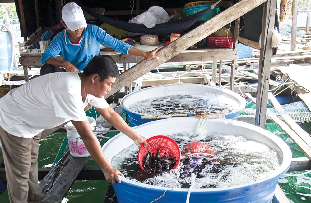 nuôi cá mú trên biển