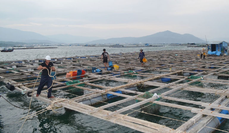 Nuôi lồng bè trên biển