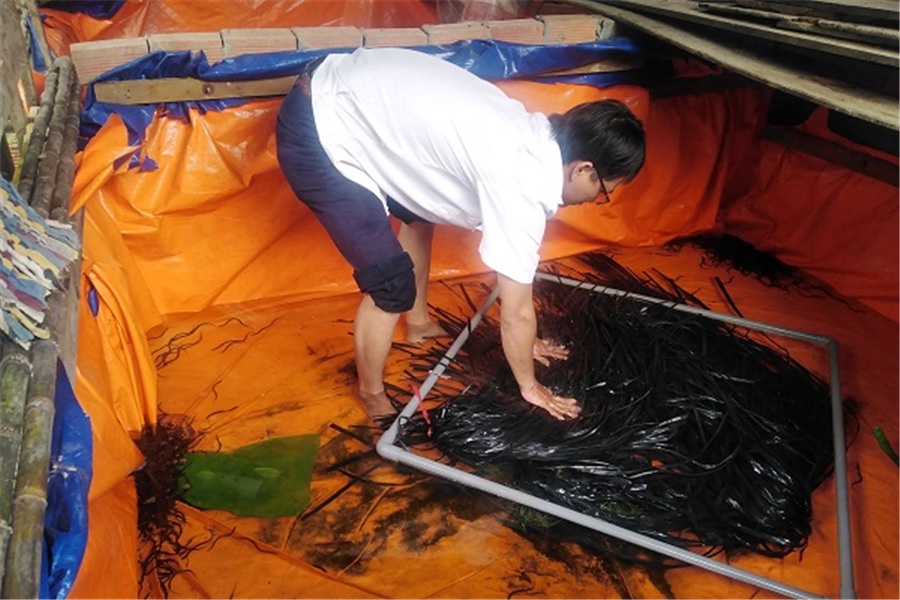 thả lươn giống