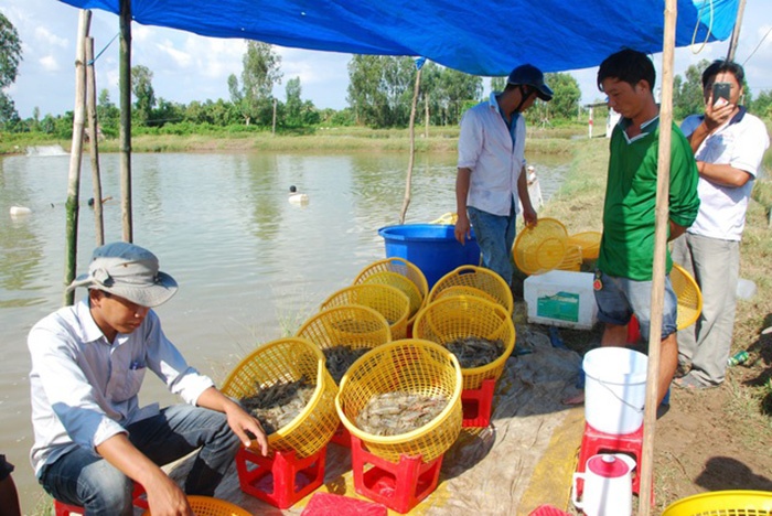 thu hoạch tôm