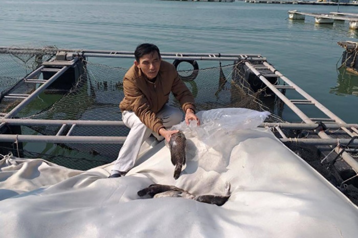 Cá chết hàng loạt