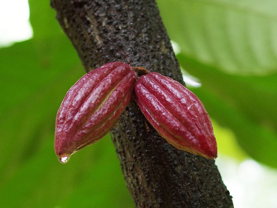 cacao