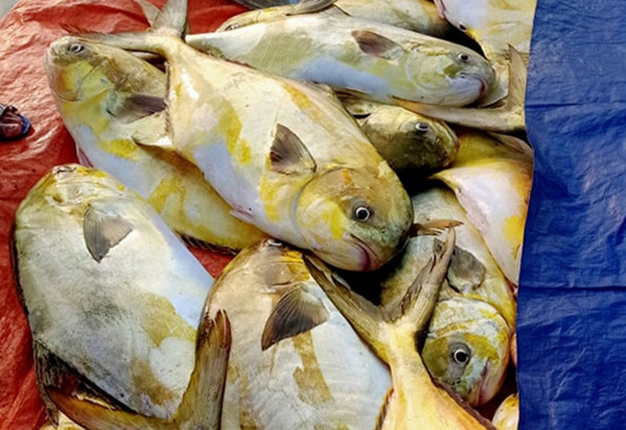 Cá chim vây vàng.