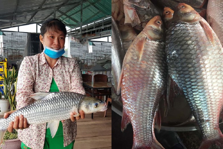 cá cóc sông Tiền