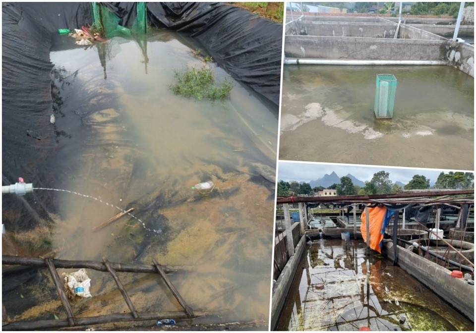 ao nuôi cá tầm bỏ hoang