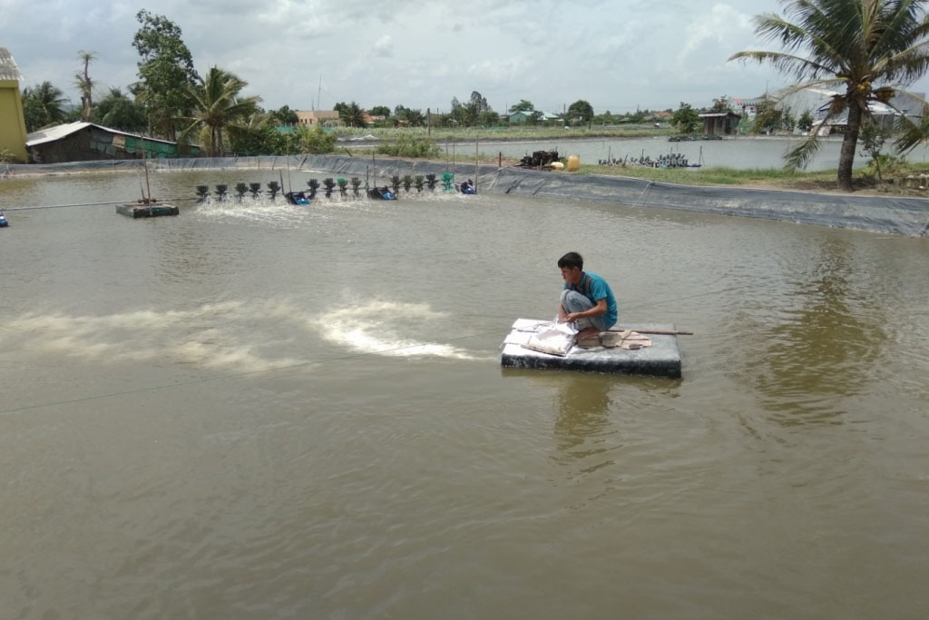 chlorine trong nuôi tôm