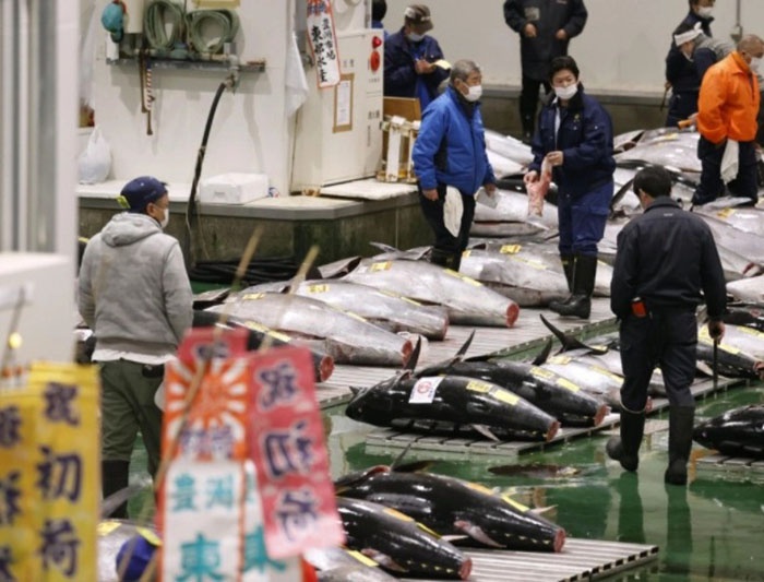 cá ngừ đại dương