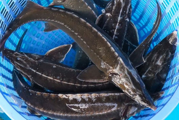 Cá tầm nhập khẩu