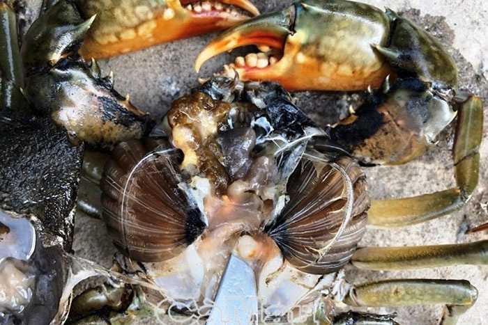 Lấy mẫu bệnh phẩm cua chết để xét nghiệm.