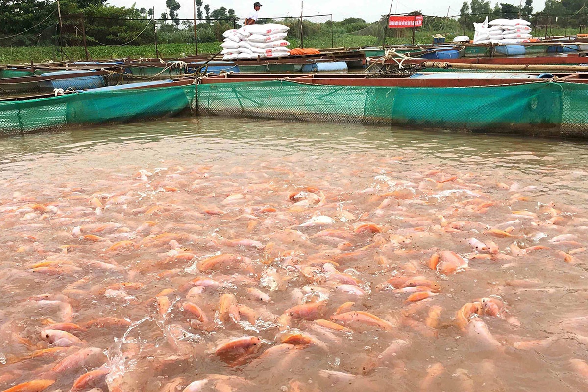 nuôi cá điêu hồng