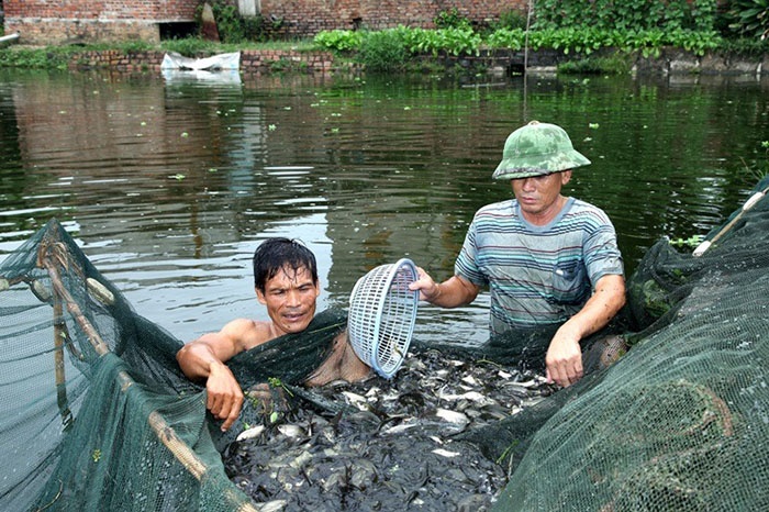 Mô hình nuôi cá giống.