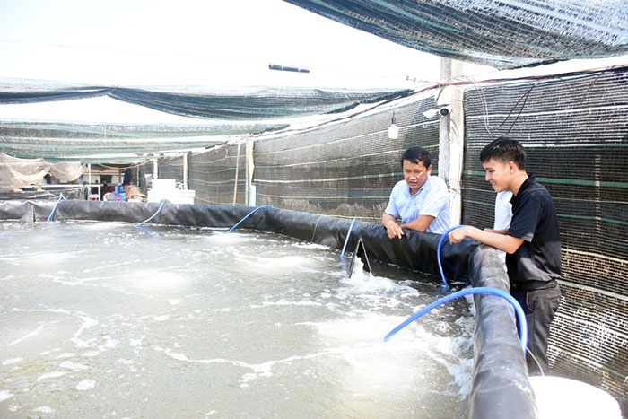 Ao nuôi tôm công nghệ cao.