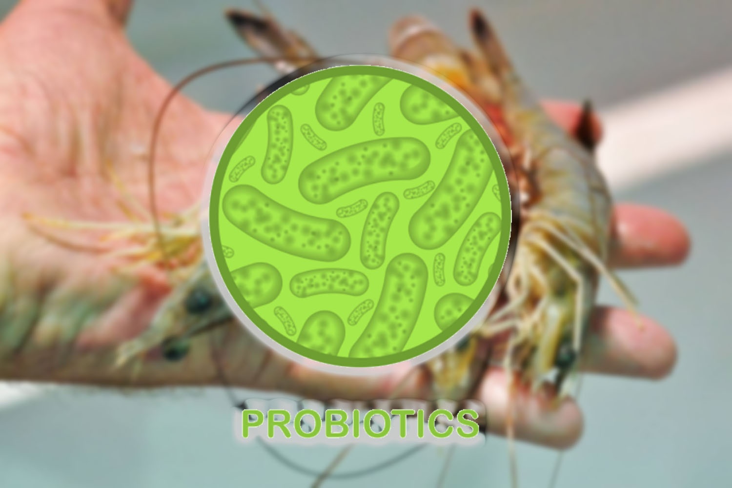 probiotic nuôi tôm