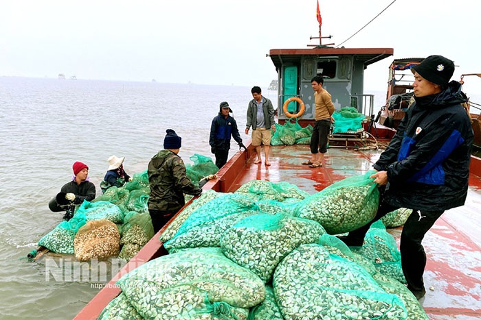 Người dân Kim Sơn thu hoạch ngao.