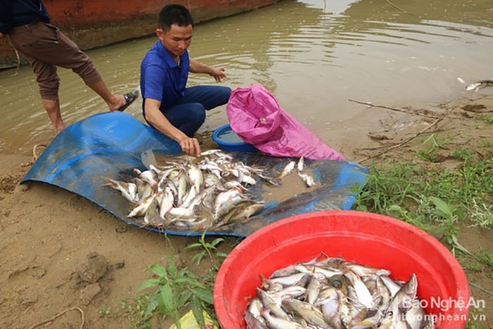 Tôm cá chết hàng loạt