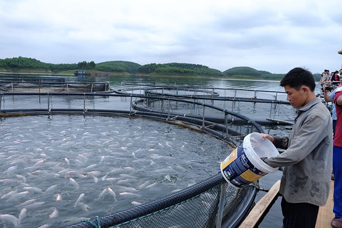 Nuôi cá lồng trên hồ Thác Bà đã trở thành ngành kinh tế mũi nhọn ở Yên Bình.