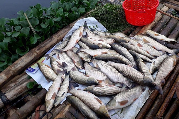 Cá lồng nuôi trên sông Mã chết đột ngột.