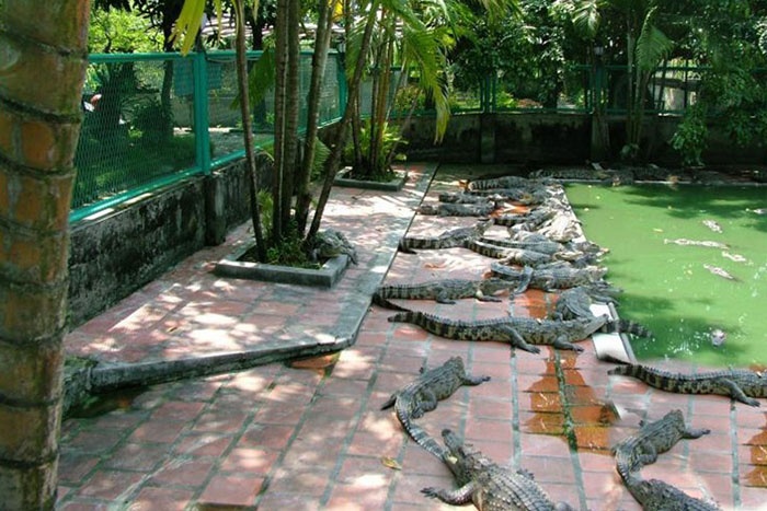 Chăn nuôi cá sấu nước ngọt tại Công ty TNHH Cá sấu Việt Nam. Ảnh: Văn Tuyến.