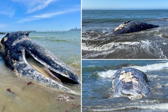 Xác cá voi liên tục dạt vào vịnh San Francisco kể từ ngày 31/3.