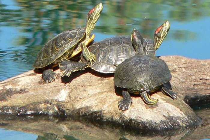 Một số loài động vật ngoại lai gây hại.