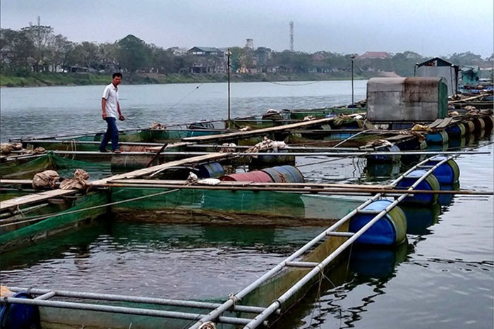 Nuôi cá lồng.