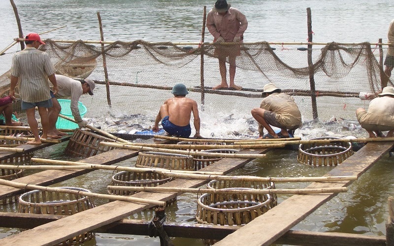 Thu hoạch cá tra ở An Giang.