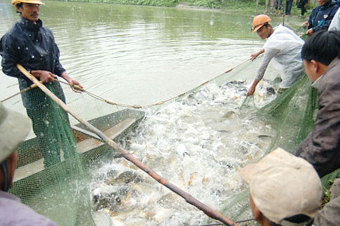 Mô hình nuôi trồng thủy sản theo hướng tập trung.