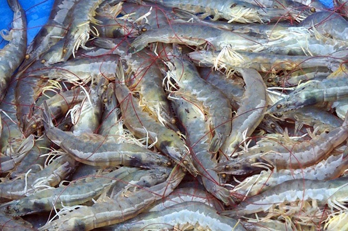 Giá cả một số mặt hàng hải sản như mực, tôm, cua, ghẹ, ốc đang rục rịch tăng trong nhịp lễ sắp tới đây. Ảnh: Minh họa.
