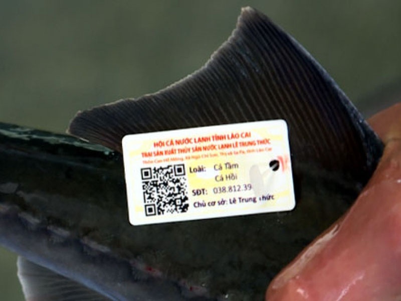 Cá nước lạnh Lào Cai được gắn tem truy xuất nguồn gốc.
