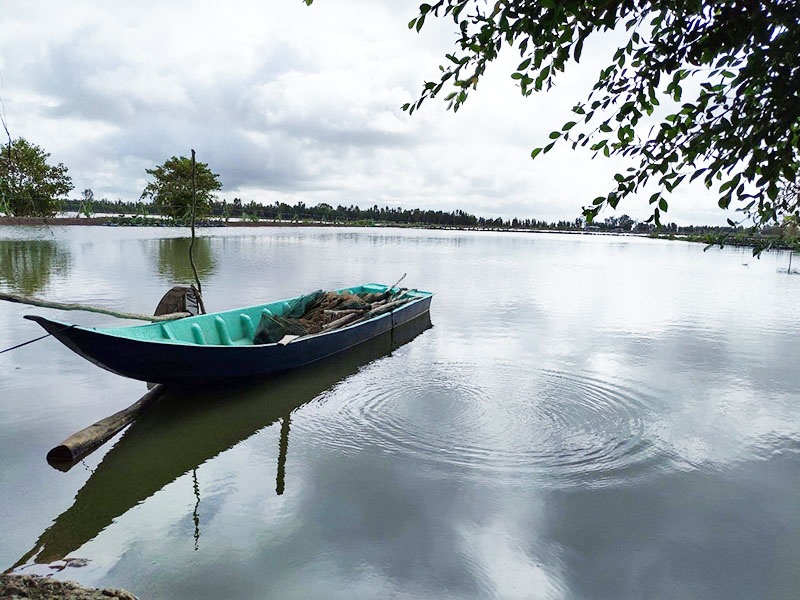 Buổi sáng trên một ao nuôi tôm thẻ chân trắng tại Đồng Tháp.