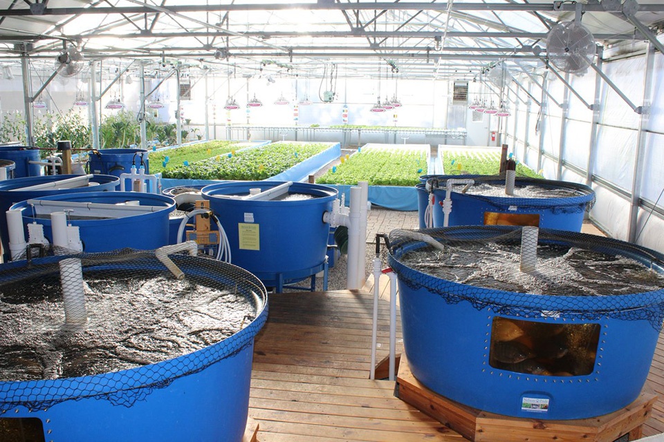 Mô hình trồng rau hữu cơ theo phương pháp aquaponic  Trung Tâm Tư Vấn và  Hỗ trợ Nông Nghiệp