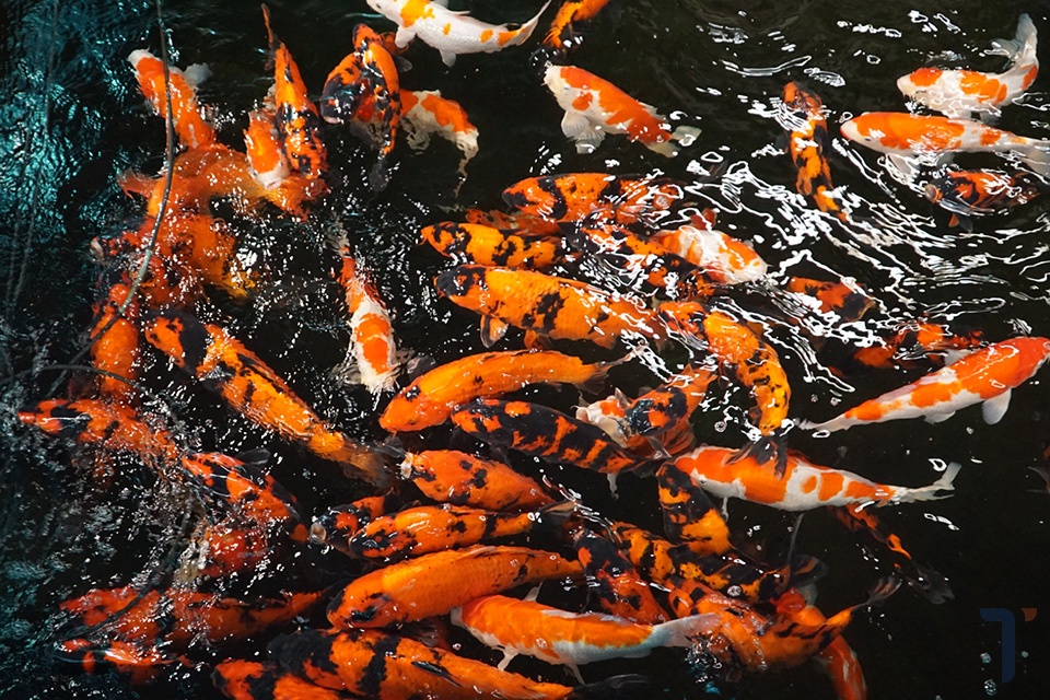 cá koi