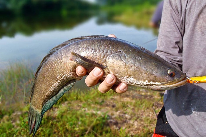 Bệnh đốm trắng nội tạng trên cá lóc ở một số tỉnh Đồng bằng sông Cửu Long. Ảnh: Minh họa.