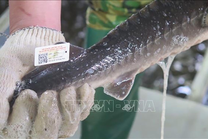 Gắn tem truy xuất nguồn gốc cho cá tầm tại Trại cá hồi Thức Mai tại xã Ngũ Chỉ Sơn, thị xã Sa Pa. Ảnh: TTXVN.