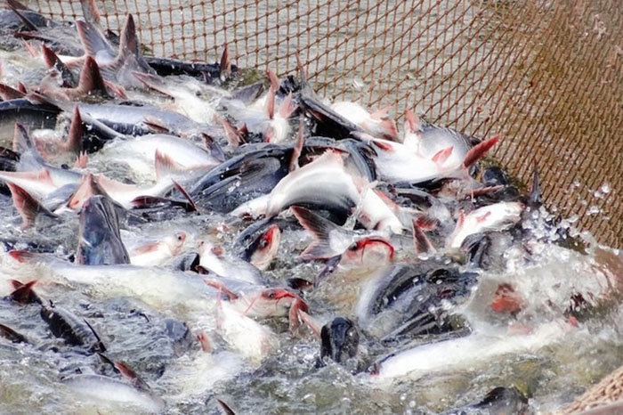 Pepsin là thành phần không thể thiếu trong khẩu phần ăn của cá da trơn.