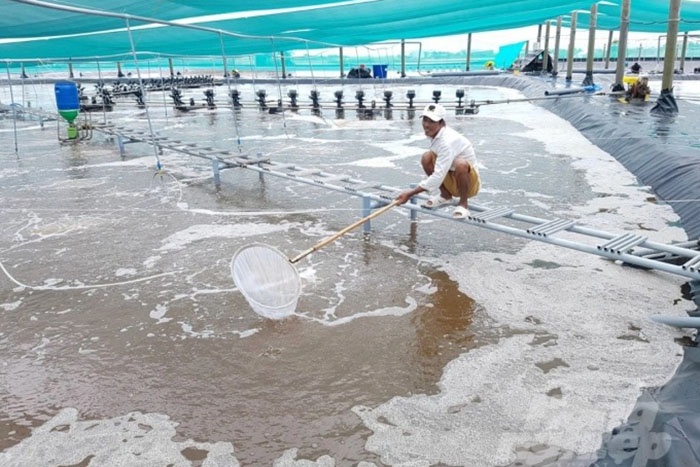Mô hình nuôi tôm siêu thâm canh tuy mang lại hiệu quả kinh tế, ít rủi ro nhưng nguy cơ ô nhiễm môi trường là rất lớn. Ảnh: Trọng Linh.
