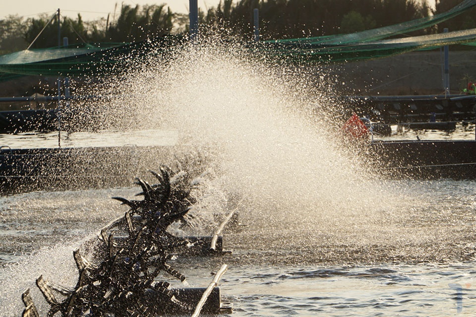 quạt nước nuôi tôm