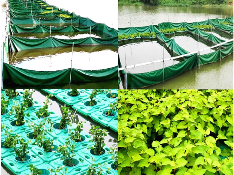 aquaponics cá rô phi