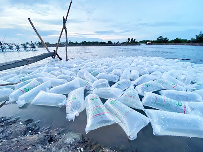 Thả tôm giống.